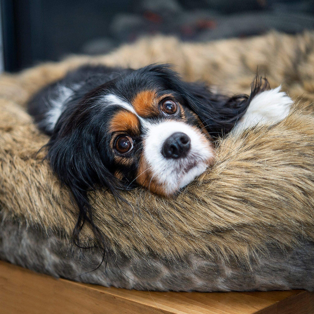 Luxury Dog bed pet bed for medium sized dogs -Luxury calming pet beds faux fur round donut dog beds or cat bed for small and medium pets . Fluffy, Fully washable pet bed with removable insert cover, quality filling and supportive shape, calming, self warm