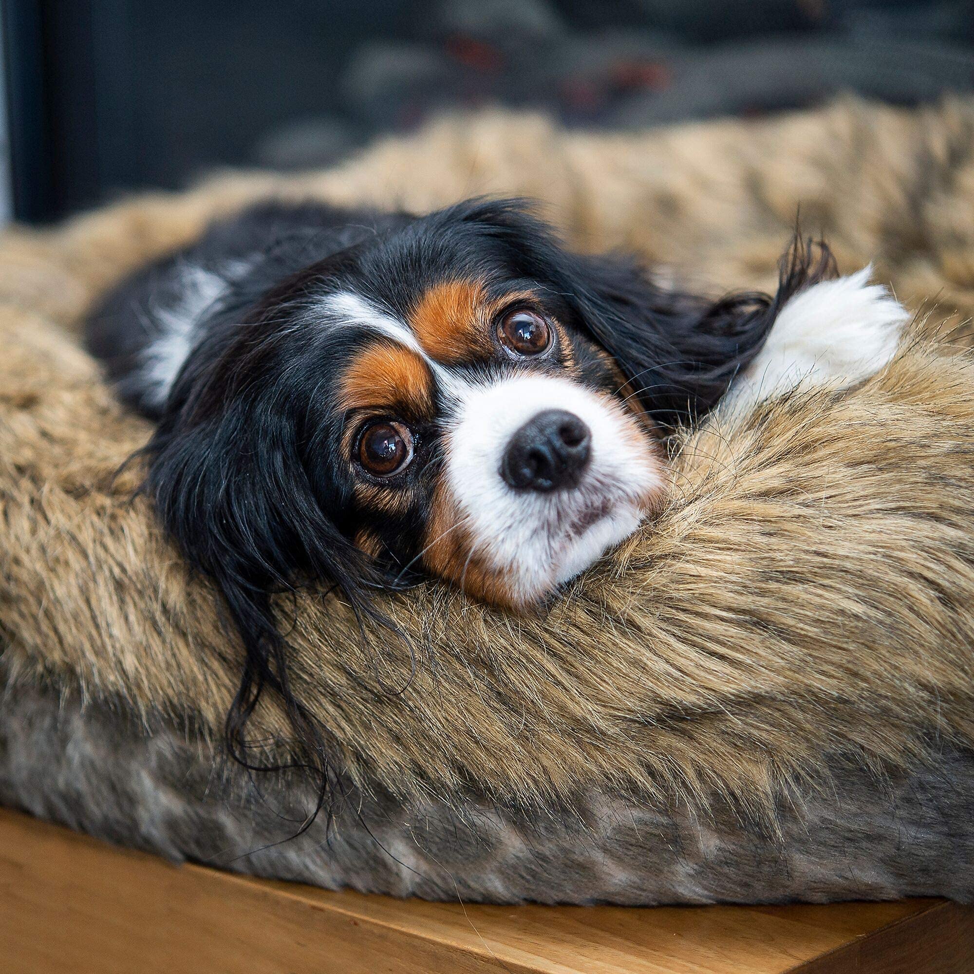 Luxury Dog bed pet bed for medium sized dogs -Luxury calming pet beds faux fur round donut dog beds or cat bed for small and medium pets . Fluffy, Fully washable pet bed with removable insert cover, quality filling and supportive shape, calming, self warm